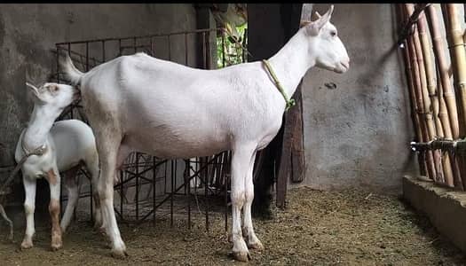 Barbari Goat with 2 childs