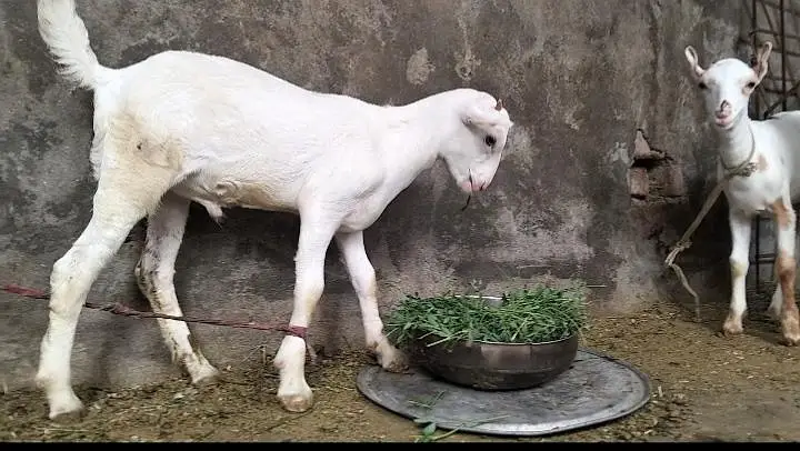Barbari Goat with 2 childs — photo 2