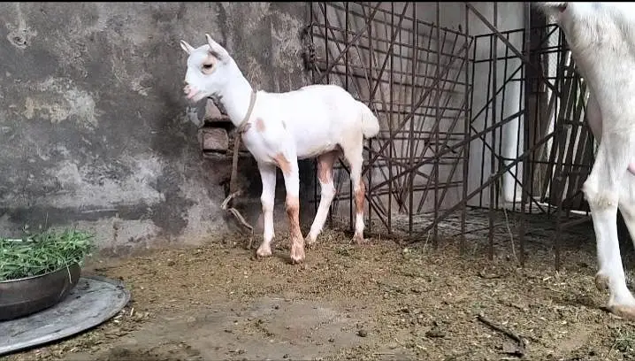 Barbari Goat with 2 childs — photo 3