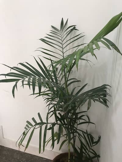 Areca palm plant, Dieffenbachia 