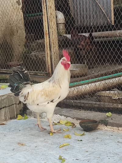 young murga for sale