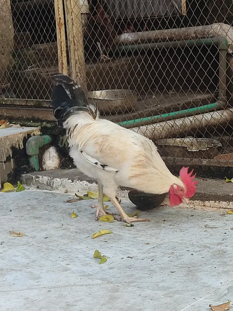 young murga for sale — photo 2