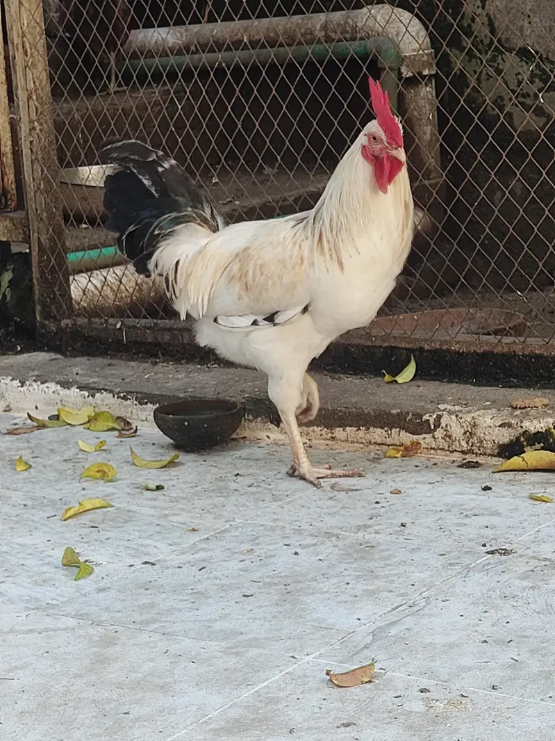 young murga for sale — photo 3