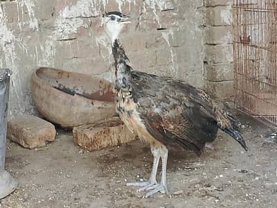 Peacock