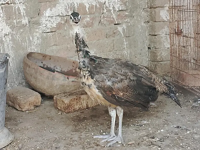 Peacock — photo 2