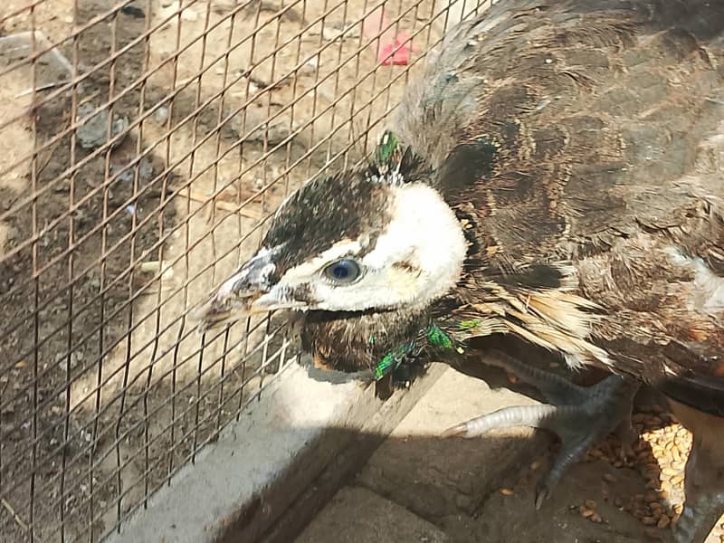 Peacock 2
