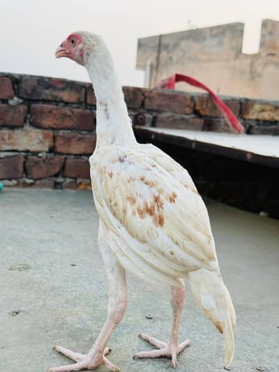patha for sale