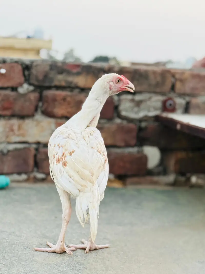 patha for sale — photo 2