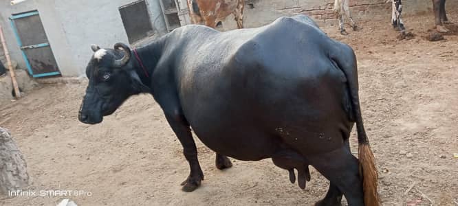 a beautiful female buffalo
