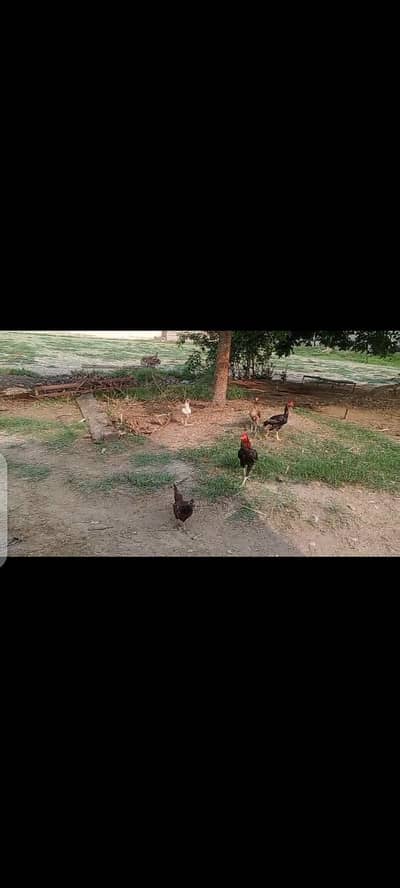 beautiful aseel hen for sell