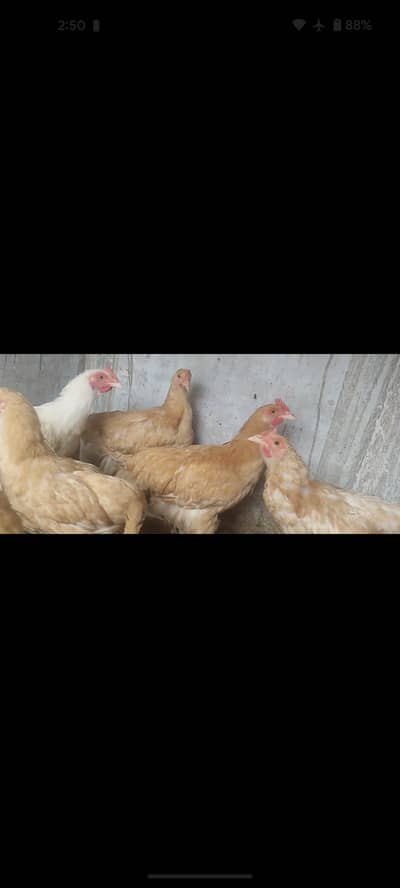 Fancy hen