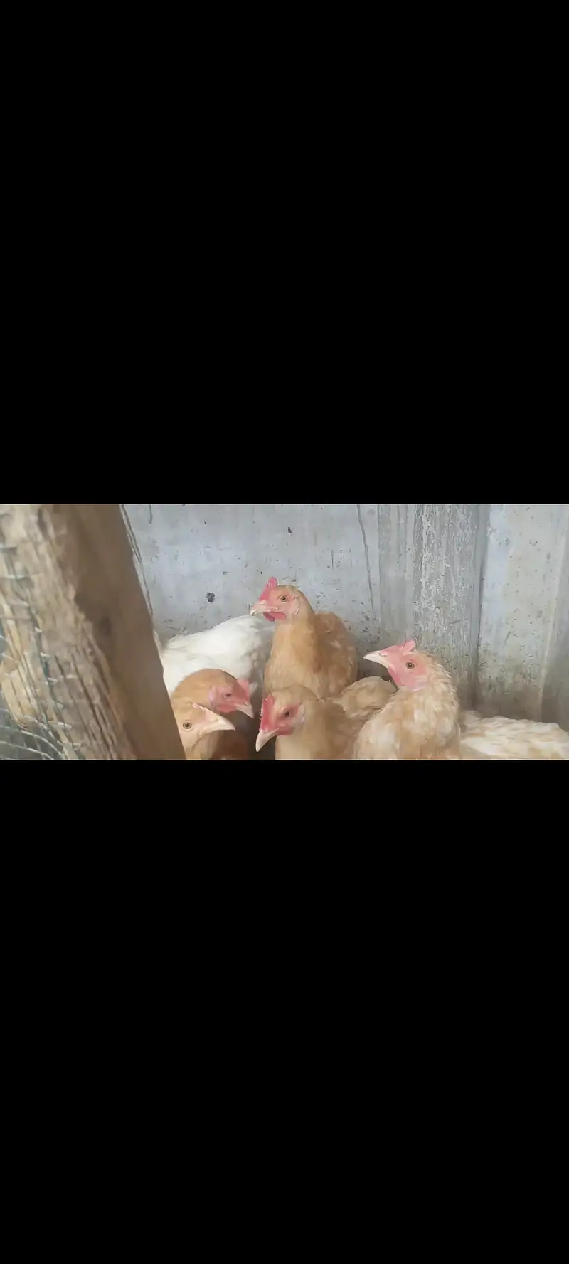 Fancy hen — photo 2