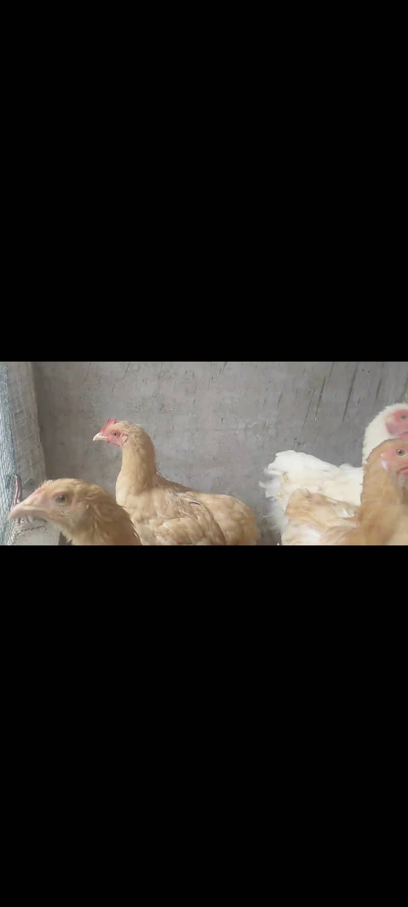 Fancy hen 2