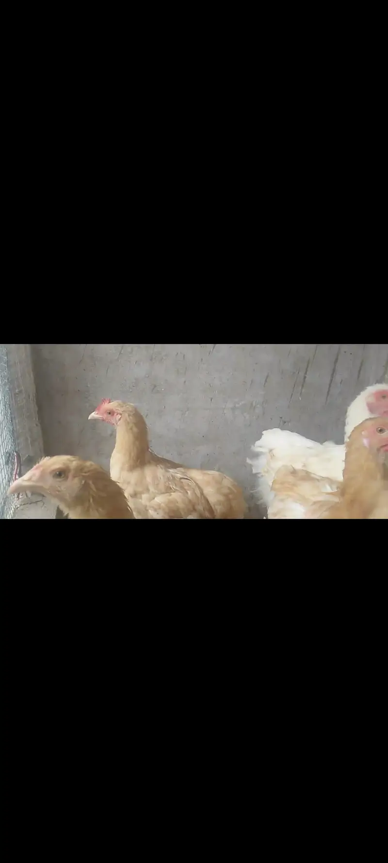 Fancy hen — photo 3