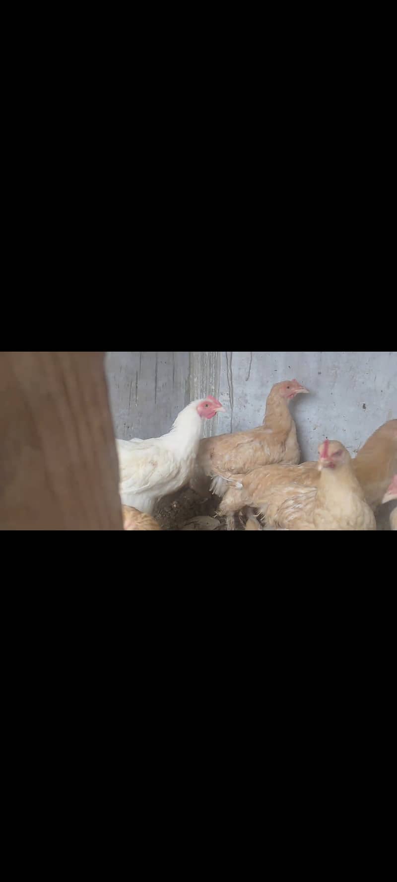 Fancy hen 3