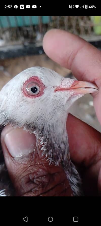 Pure heeralaal Breeder male