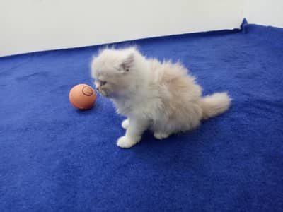 Persian kitten