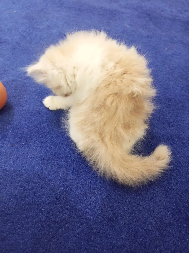 Persian kitten — photo 2