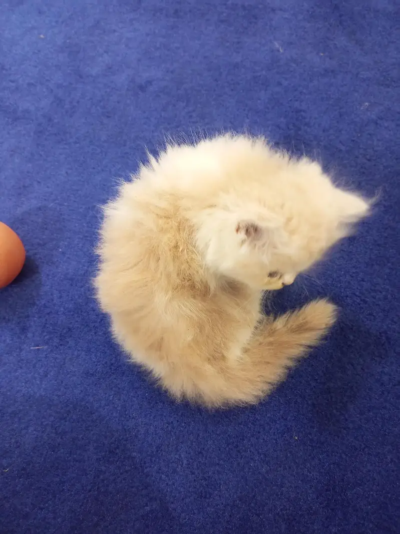 Persian kitten — photo 3