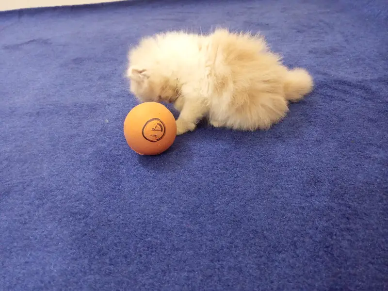 Persian kitten — photo 4