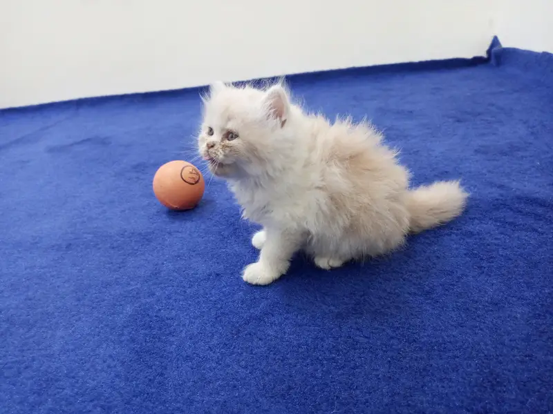 Persian kitten — photo 5
