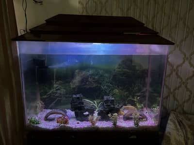 Complete Aquarium Setup for Sale