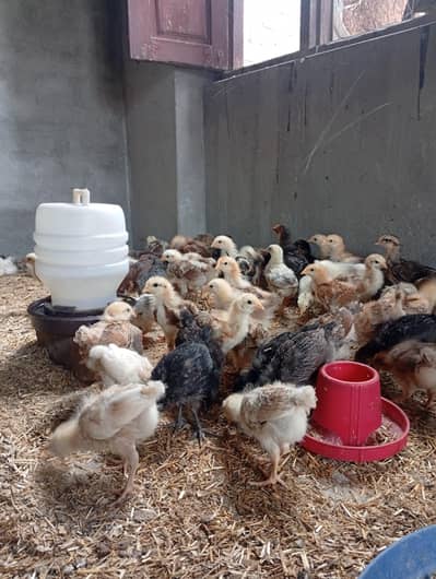 200 golden misri chicks available in low price fully(vaccinated)