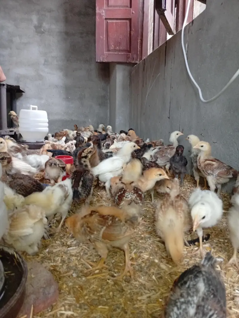 200 golden misri chicks available in low price fully(vaccinated) — photo 2
