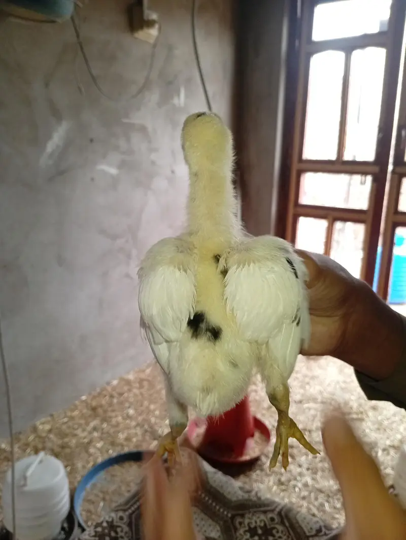 200 golden misri chicks available in low price fully(vaccinated) — photo 3