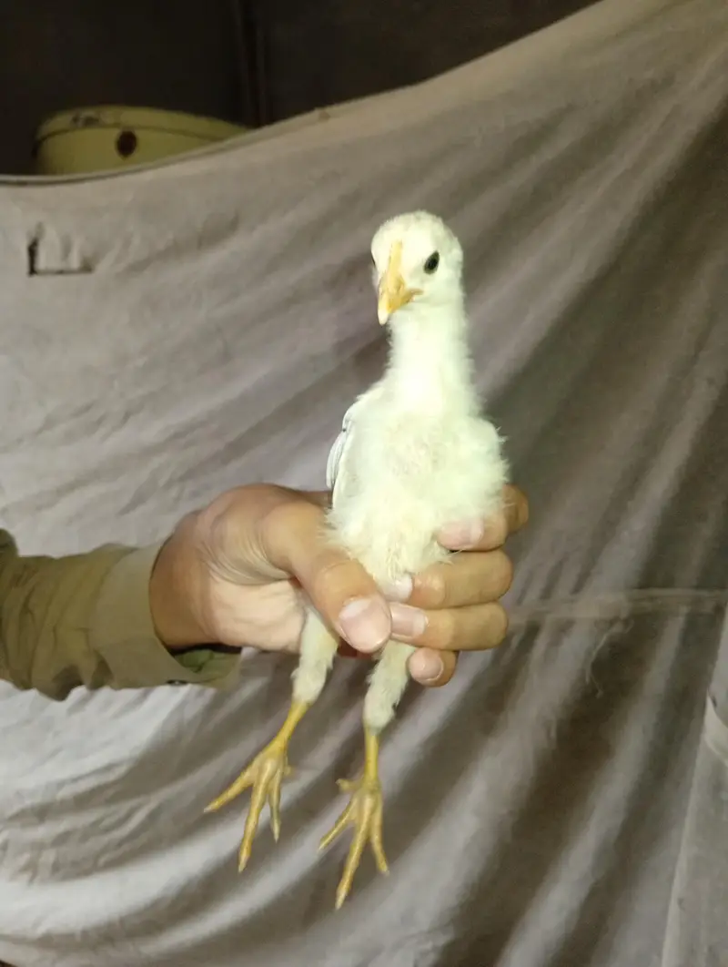 200 golden misri chicks available in low price fully(vaccinated) — photo 4