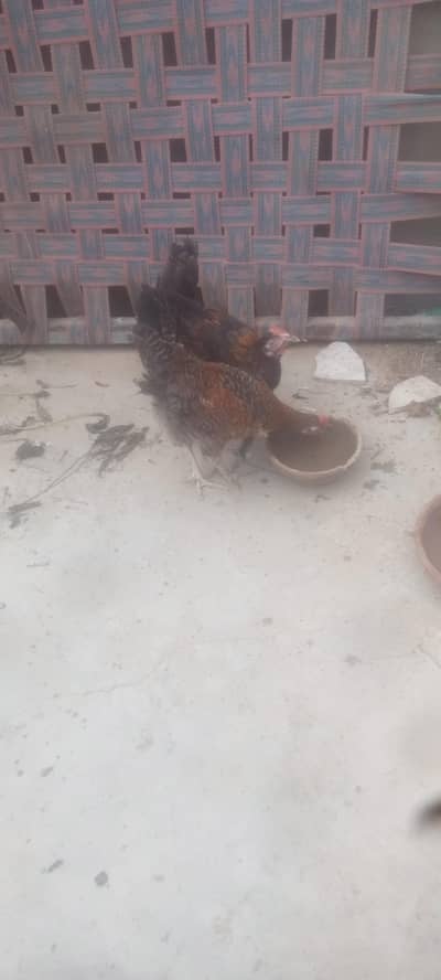 golden misri pair available