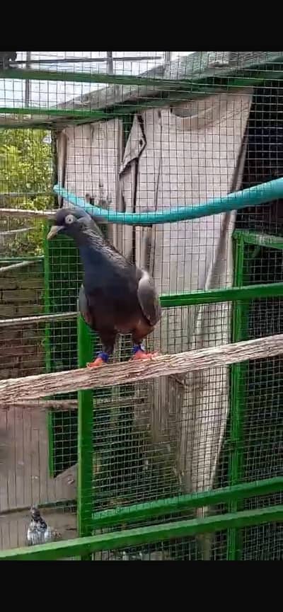 Black female for sale breeder