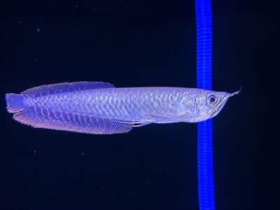Arowana