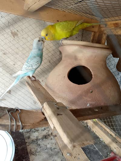 Australian Breeder parrots pair for sale