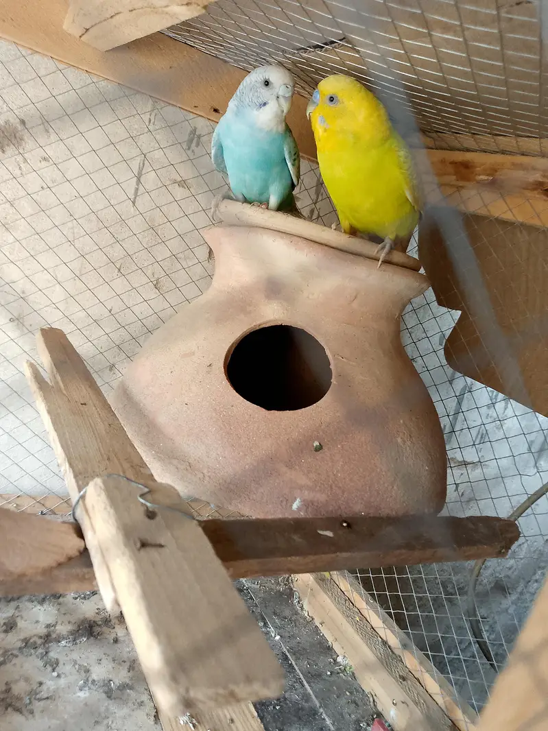 Australian Breeder parrots pair for sale — photo 2