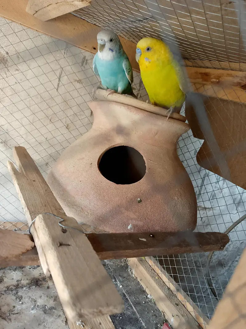 Australian Breeder parrots pair for sale — photo 3