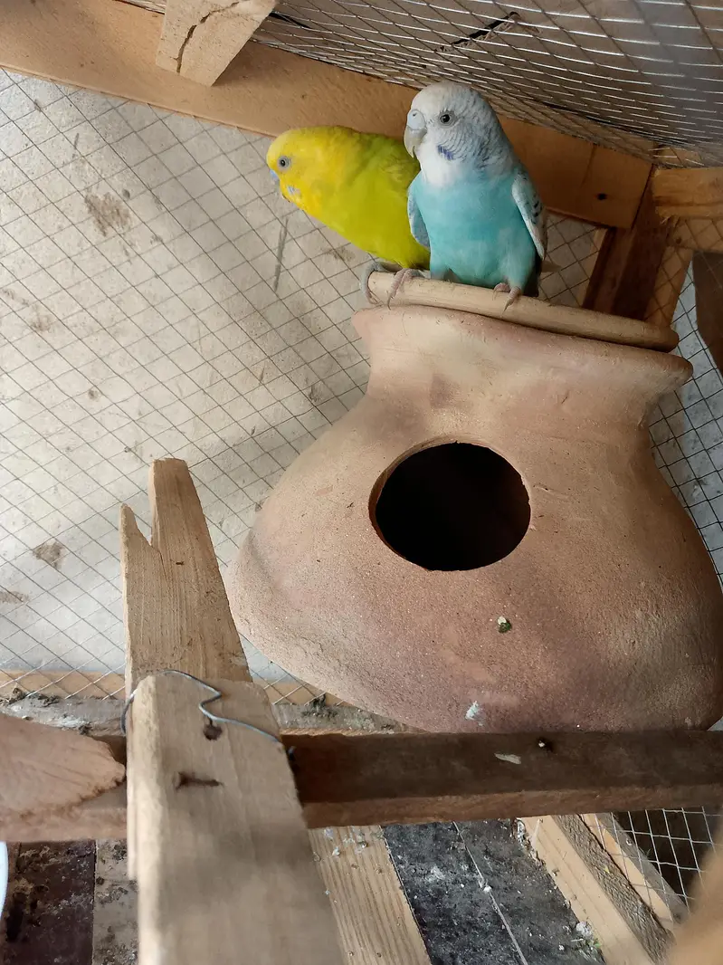 Australian Breeder parrots pair for sale — photo 4