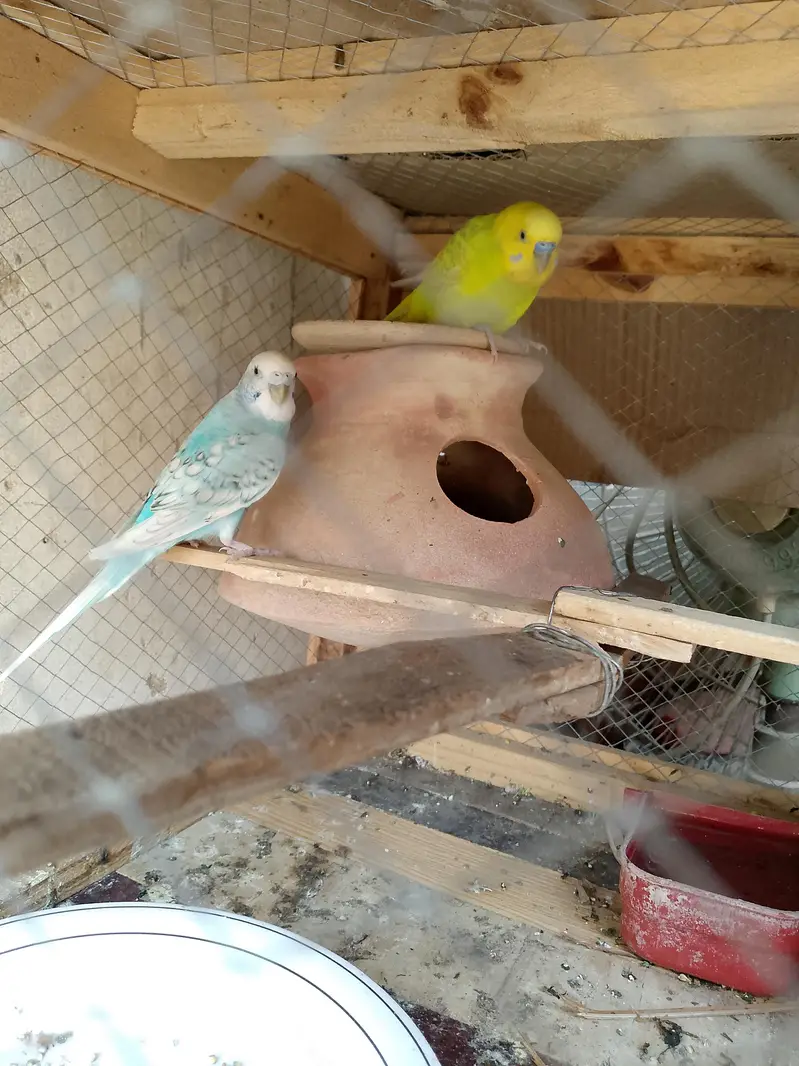 Australian Breeder parrots pair for sale — photo 5