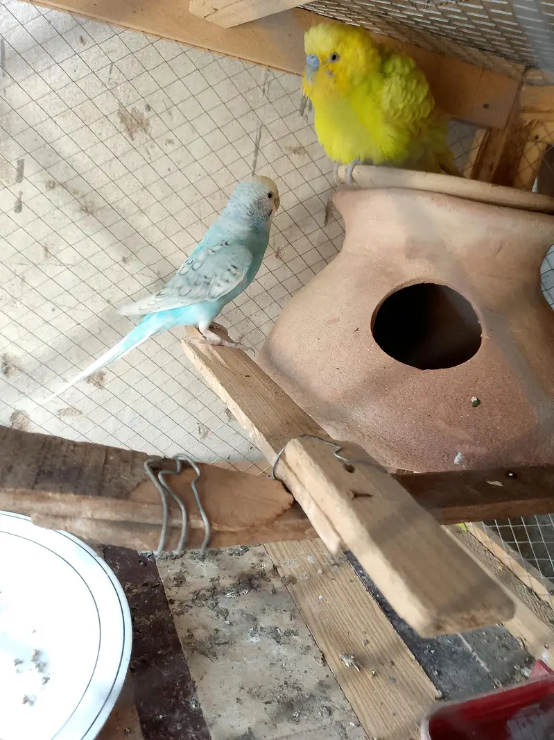 Australian Breeder parrots pair for sale — photo 6