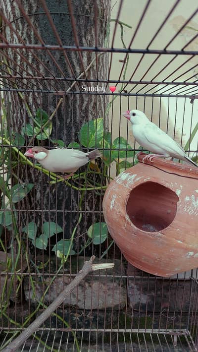 Fawn Java and White Java Pair Available