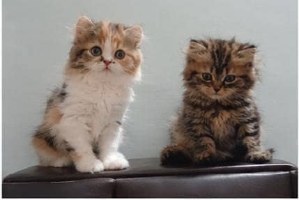 Persian kitten calico and ginger  pair for sale