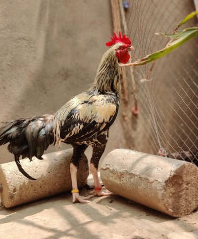 bangum aseel pattha