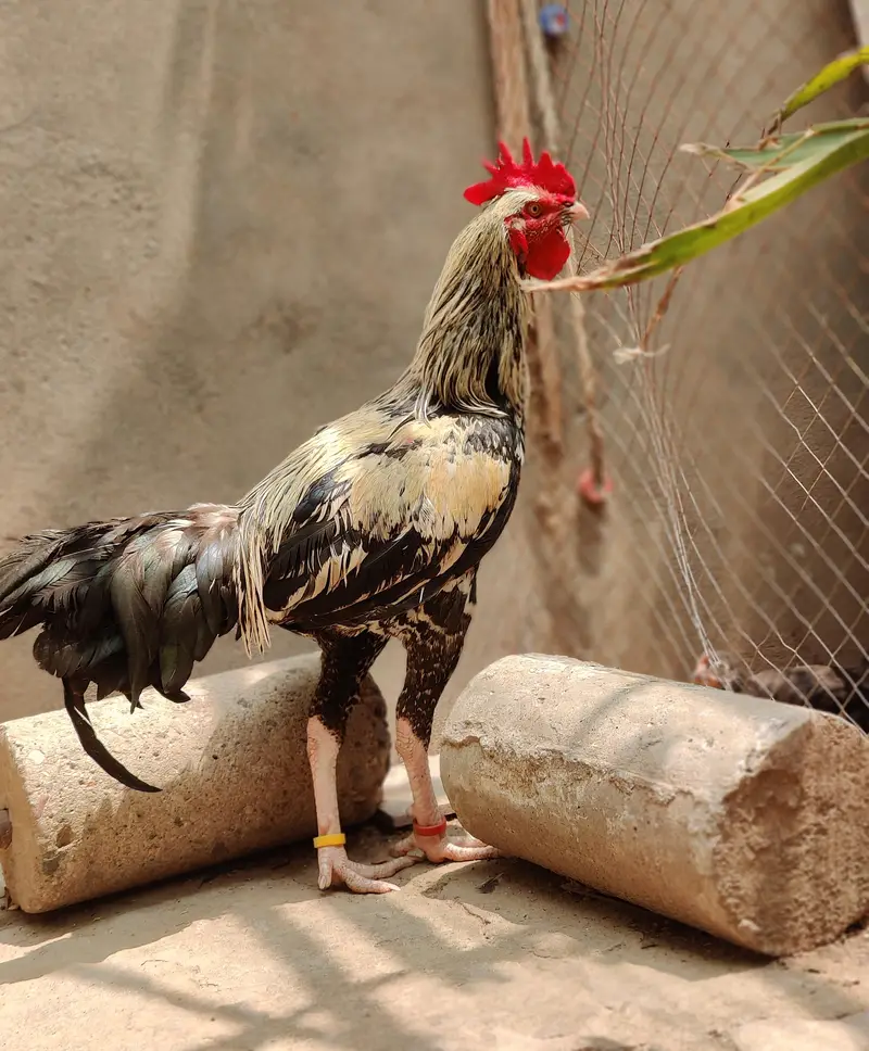 bangum aseel pattha — photo 3