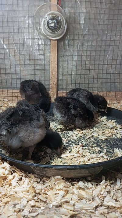 Chiks fancy cross chiks available. zaida ando wali breed. . 03367349141
