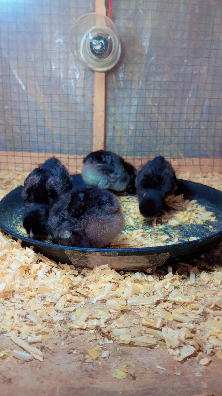 Chiks fancy cross chiks available. zaida ando wali breed. . 03367349141 — photo 2