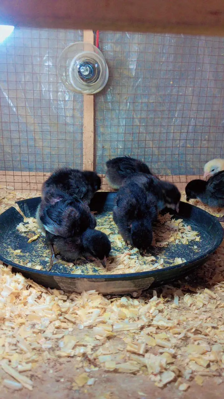 Chiks fancy cross chiks available. zaida ando wali breed. . 03367349141 — photo 3