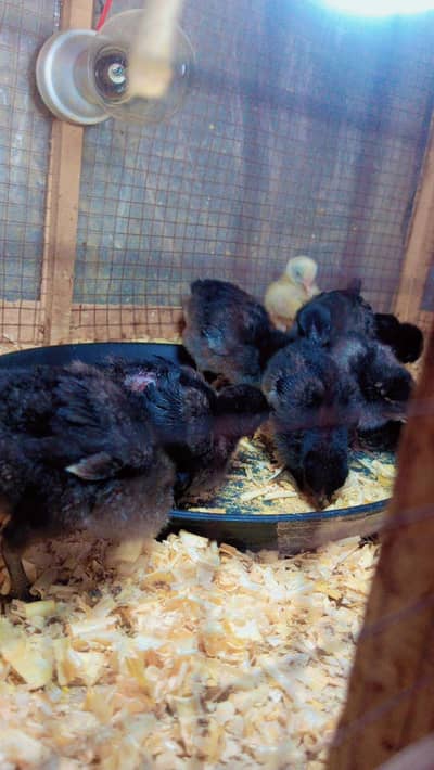 Fancy Cross Chicks Available (Zaida Ando Wali Breed). . . . . 03367349141
