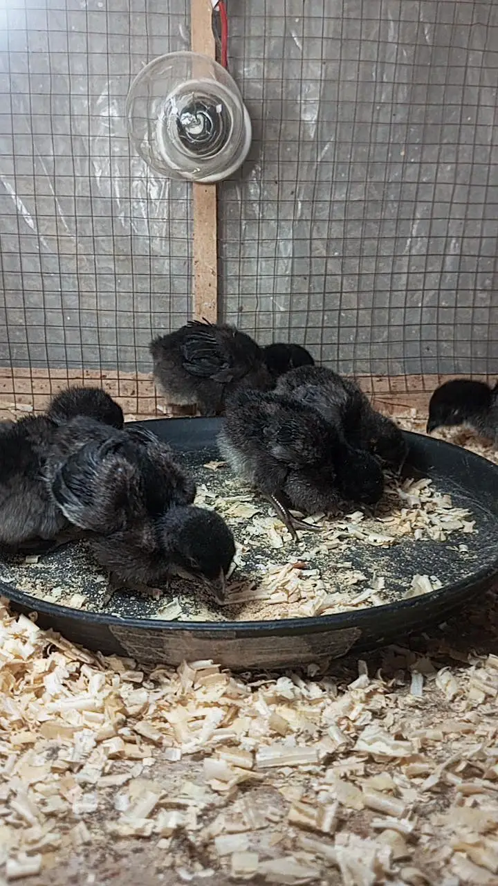 Chiks fancy cross chiks available. zaida ando wali breed. . 03367349141 — photo 5