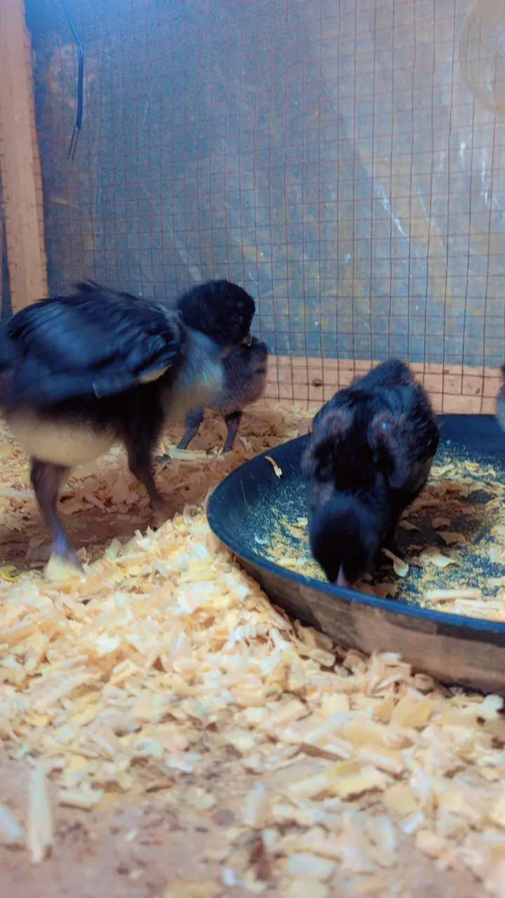 Chiks fancy cross chiks available. zaida ando wali breed. . 03367349141 — photo 6