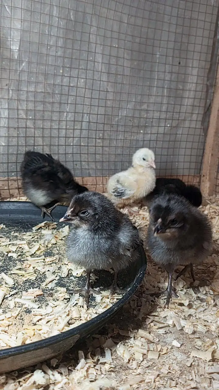 Chiks fancy cross chiks available. zaida ando wali breed. . 03367349141 — photo 7
